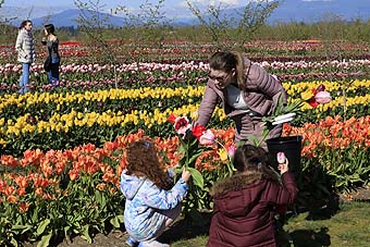 Skagit Valley Tulip Festival